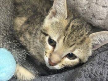 Duck -  Domestic Short Hair Cat for Adoption in Memphis, Tennessee - Duck | PetCurious