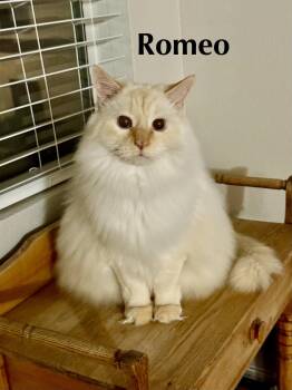 Romeo -  Norwegian Forest Cat and Siamese Cat for Adoption in Glendale, Arizona - Romeo | PetCurious