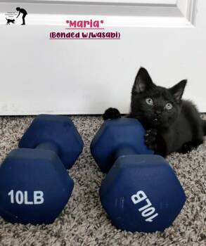 Maria (Bonded w/Wasabi) -  Domestic Short Hair Cat for Adoption in Centerville, Utah - Maria (Bonded W/Wasabi) | PetCurious