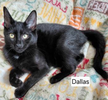 Rescue Domestic Short Hair Cats for Adoption in Landenberg, Pennsylvania - Dallas | PetCurious