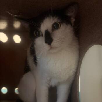 Chapel -  Domestic Short Hair Cat for Adoption in Pasadena, California - Chapel | PetCurious