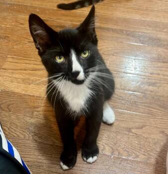 Archie (bonded with Colin) -  Tuxedo and Domestic Short Hair Cat for Adoption in Vaughan, Ontario - Archie (bonded With Colin) | PetCurious