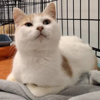 Domestic Short Hair Cats Available for Adoption - Sunny | PetCurious