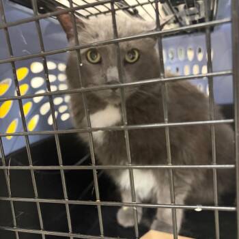 Domestic Short Hair Cats Available for Adoption in Indianapolis, Indiana - Dobby | PetCurious