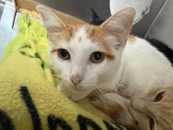 Teddy -  Domestic Short Hair Cat for Adoption in Cincinnati, Ohio - Teddy | PetCurious