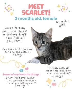 Scarlet (FCID# 06/17/2026 - 4 Brandywine PS) -  Tabby Cat for Adoption in Greenville, Delaware - Scarlet (FCID# 06/17/2026 - 4 Brandywine PS) | PetCurious