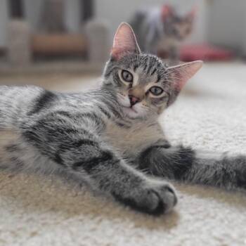 Rescue Domestic Short Hair Cats for Adoption in Swartz Creek, Michigan - Lucky Charms | PetCurious