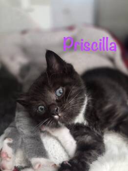 Priscilla -  Tuxedo Cat for Adoption in Crescent City, California - Priscilla | PetCurious
