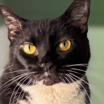 Rescue Domestic Short Hair Cats for Adoption in Decatur, Georgia - Rachel | PetCurious