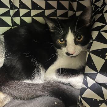 Rayle -  Domestic Short Hair Cat for Adoption in Chicago, Illinois - Rayle | PetCurious