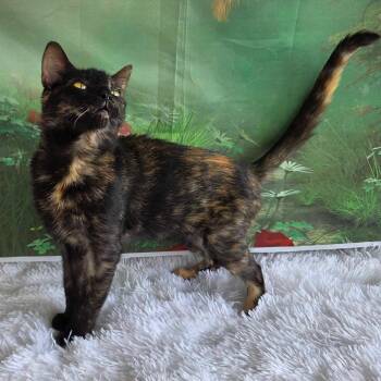 Rescue Tortoiseshell and Domestic Short Hair Cats for Adoption in Greensburg, Pennsylvania - Jolene | PetCurious