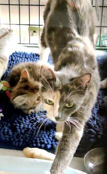 Mindy -  Dilute Calico Cat for Adoption in Atlanta, Georgia - Mindy | PetCurious