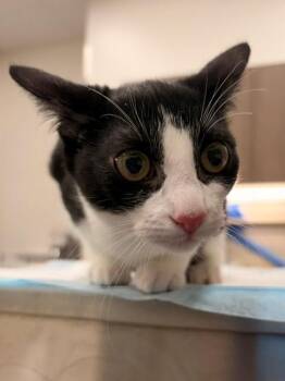 SIRI -  Domestic Short Hair Cat for Adoption in Baytown, Texas - SIRI | PetCurious