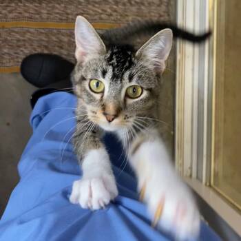 Domestic Short Hair Cats Available for Adoption - Briar | PetCurious