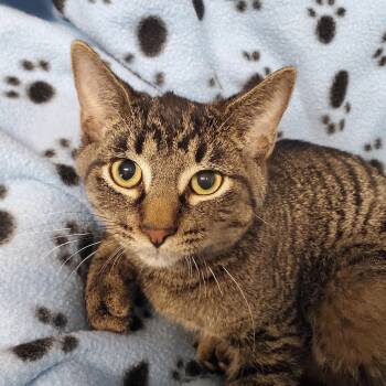 Simon -  Domestic Short Hair Cat for Adoption in Marseilles, Illinois - Simon | PetCurious