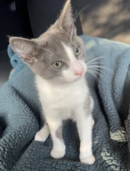Domestic Short Hair Cats Available for Adoption in Ephrata, Washington - Walter | PetCurious