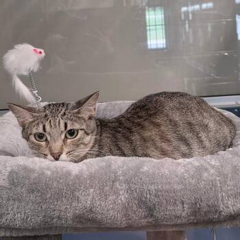 Tiffany -  Domestic Short Hair Cat for Adoption in Sand Springs, Oklahoma - Tiffany | PetCurious
