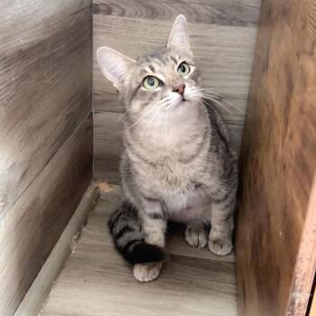 Ansley 26-07-165 -  Domestic Short Hair Cat for Adoption in Bastrop, Texas - Ansley 26-07-165 | PetCurious