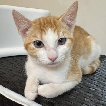 Gina -  Domestic Short Hair Cat for Adoption in Richmond, Virginia - Gina | PetCurious