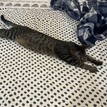 Pepper -  Domestic Short Hair Cat for Adoption in Chicago, Illinois - Pepper | PetCurious