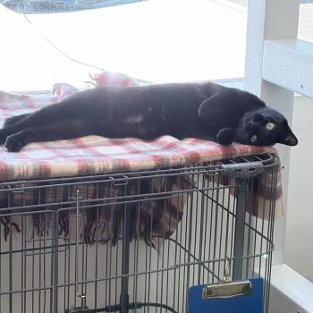 Velvet -  Domestic Short Hair Cat for Adoption in Los Angeles, California - Velvet | PetCurious