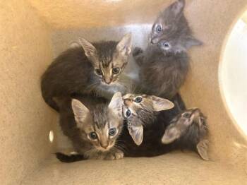 CHAMELEON -  Domestic Medium Hair Cat for Adoption in Tustin, California - CHAMELEON | PetCurious