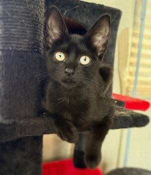 Rescue Domestic Short Hair Cats for Adoption in Asheville, North Carolina - Wanda & Pepper | PetCurious