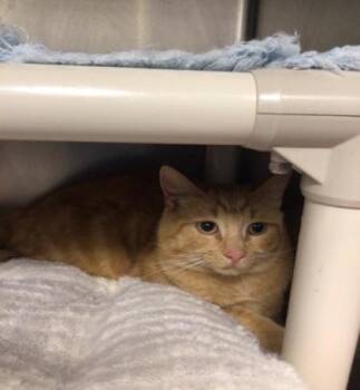 Provolone -  Domestic Short Hair Cat for Adoption in Elmira, New York - Provolone | PetCurious