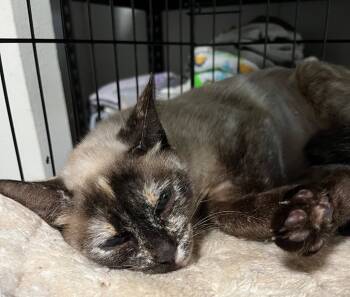 Rescue Domestic Short Hair Cats for Adoption in Thompson Falls, Montana - Mystique | PetCurious