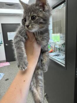 Domestic Short Hair Cats Available for Adoption in Van Wert, Ohio - Heliotrope | PetCurious