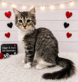 Dazzle -  Domestic Short Hair Cat for Adoption in Corpus Christi, Texas - Dazzle | PetCurious
