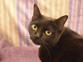 Domestic Short Hair Cats Available for Adoption in Portland, Oregon - Layla | PetCurious