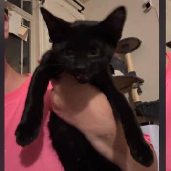 Huckleberry Pie -  Domestic Short Hair Cat for Adoption in Layton, Utah - Huckleberry Pie | PetCurious