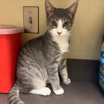 Sleep -  Domestic Short Hair Cat for Adoption in Columbus, Georgia - Sleep | PetCurious