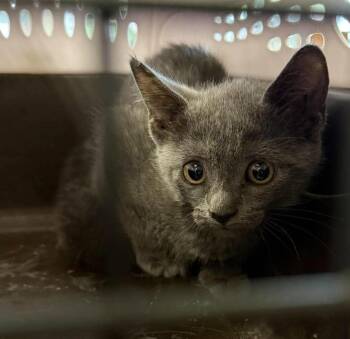 Smoke -  Domestic Short Hair Cat for Adoption in Rockwall, Texas - Smoke | PetCurious