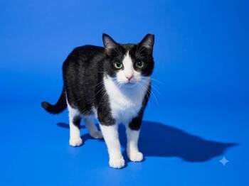 SOPHIE -  Domestic Short Hair Cat for Adoption in Jacksonville, Florida - SOPHIE | PetCurious
