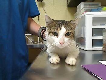 GONEZO -  Domestic Short Hair Cat for Adoption in Cookeville, Tennessee - GONEZO | PetCurious
