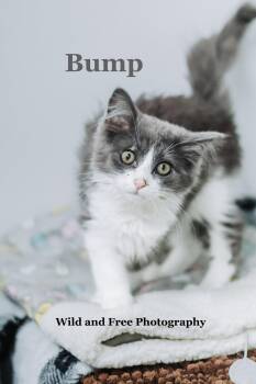 Bump -  Domestic Long Hair Cat for Adoption in Morehead, Kentucky - Bump | PetCurious
