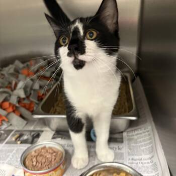 Cora -  Domestic Short Hair Cat for Adoption in Elberon, Virginia - Cora | PetCurious