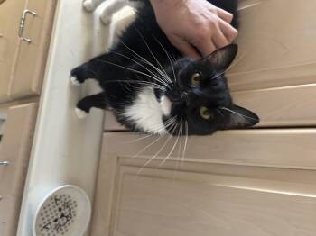 Rescue Domestic Short Hair Cats for Adoption in Vernal, Utah - Jetson | PetCurious