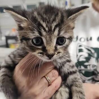 Wenrick of Shadowfoot -  Domestic Short Hair Cat for Adoption in Fredericksburg, Virginia - Wenrick Of Shadowfoot | PetCurious