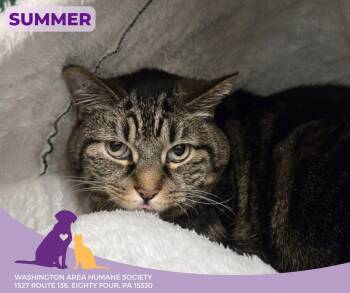 Rescue Domestic Short Hair Cats for Adoption in Eighty Four, Pennsylvania - Summer | PetCurious