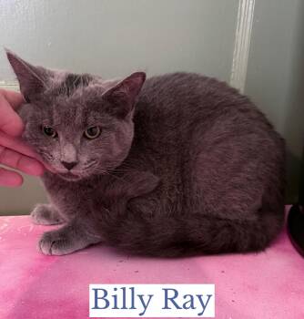 Domestic Short Hair Cats Available for Adoption - Billy Ray | PetCurious