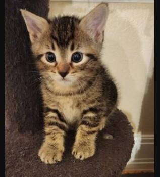 Domestic Short Hair Cats Available for Adoption in Morrison, Colorado - Aspen Haseman | PetCurious