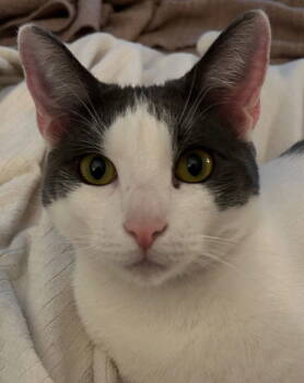 Rescue Domestic Short Hair Cats for Adoption in San Jose, California - Ivan (Courtesy Post) | PetCurious