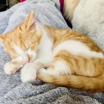 Domestic Short Hair Cats Available for Adoption - Rupert | PetCurious