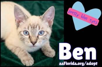 Ben -  Siamese and Domestic Medium Hair Cat for Adoption in Pensacola, Florida - Ben | PetCurious
