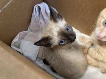 MARSHMELLOW -  Siamese Cat for Adoption in Tustin, California - MARSHMELLOW | PetCurious