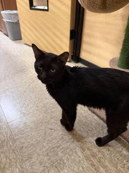 Kebob -  Domestic Short Hair Cat for Adoption in Wheaton, Illinois - Kebob | PetCurious