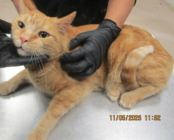 Rescue Domestic Short Hair Cats for Adoption in Marietta, Georgia - Deangelo(648) | PetCurious